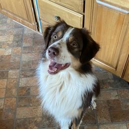 Australian Shepherds from Hopper Farms