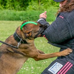 Belgian Malinois, Jack Russell Terriers, and Yorkshire Terriers from Working W Kennels