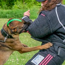 Belgian Malinois, Jack Russell Terriers, and Yorkshire Terriers from Working W Kennels