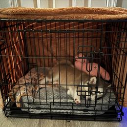 Pomsky Puppies from True North Pomskies