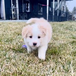 Gold Girl 1 - White and gold female Border Collie puppy in Powell Butte, Oregon from Cascades Border Collies