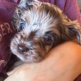 Beauty - Gold sable female Havanese puppy in Arizona from HavaDoggie