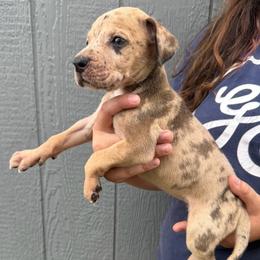 Supergirl - Merle female Great Dane puppy in Florida from Beachside Kennels