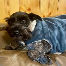 Quinn - Miniature Schnauzer