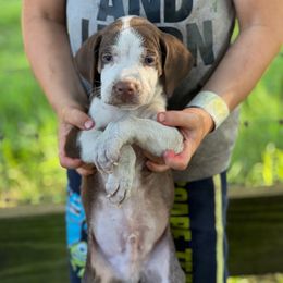 Boy 3 - Red male Catahoula Leopard Dog puppy in Palestine, Texas from Hidden Creek Catahoulas