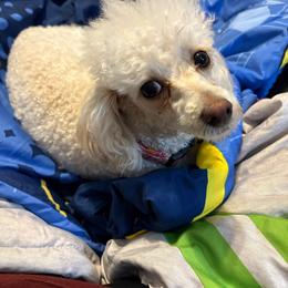 Brinkley - Poodle