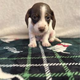 Aang - Piebald male Dachshund puppy in Ceres, California from Rockin' M’s LilBitty Dachshunds (LBD)