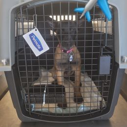 Girl 3 - Mahogany female Belgian Malinois puppy in Corpus Christi, Texas from Heavenly Firefly Belgian Malinois