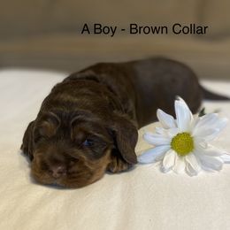 Cockapoo Puppies from Maple’s Cockapoo Puppies