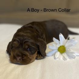 Cockapoo Puppies from Maple’s Cockapoo Puppies