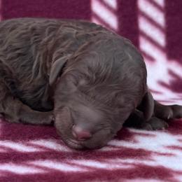 Akc Doppio - Phantom male Poodle puppy in Overbrook, Kansas from Hidden Springs Poodles LLC