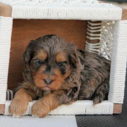 Dean - Blue merle male Bernedoodle puppy in Longview, Texas from Furry Tail Doodles