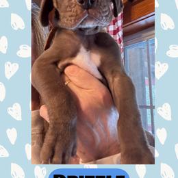 DRIZZLE - Chocolate male Great Dane puppy in Wellsville, New York from Prophecy Danes