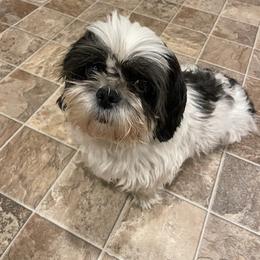 Shih Tzus from Pitcher Perfect Puppies