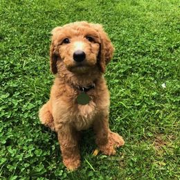 Goldendoodle and Poodle Puppies from Chattahoochee Kennels
