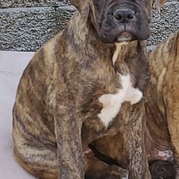 Boxers from Dobbins Boxers