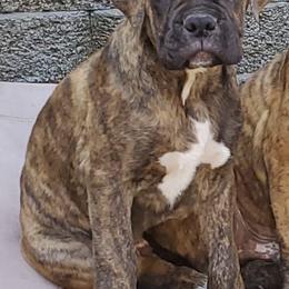 Boxers from Dobbins Boxers