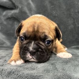 Jolly - Fawn and white male French Bulldog puppy in Pembroke, Kentucky from Presidential Frechies