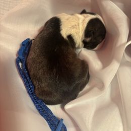 Boy 2 blue collar - Black brindle and white male Boston Terrier puppy in Sunnyside, Washington from Boston Terriers