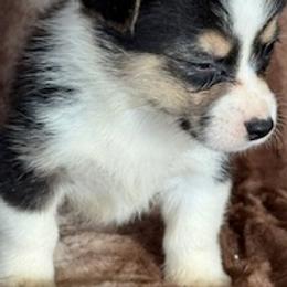 Boy 2 - Black and tan male Pembroke Welsh Corgi puppy in Las Vegas, Nevada from Victory Crown
