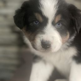 Moku - Australian Shepherd puppy from Cranberry Hill Aussies