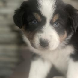Moku - Australian Shepherd puppy from Cranberry Hill Aussies