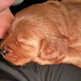 Green Collar - Dark golden male Golden Retriever puppy in Anson, Texas from Diamond Bar N Ranch
