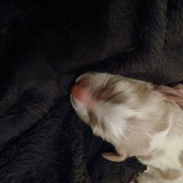 Charlie - Tri-color male Labradoodle puppy in Henderson, Nevada from Hills labradoodles