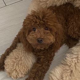 Coco - Goldendoodle