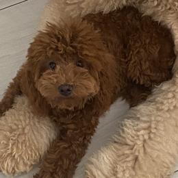 Coco - Goldendoodle
