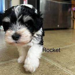 Miniature Schnauzer Puppies from Happy bearded schnauzers