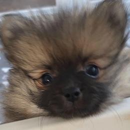 Audrey Dreams - Orange sable female Pomeranian puppy in El Centro, California from BabyBooPoms