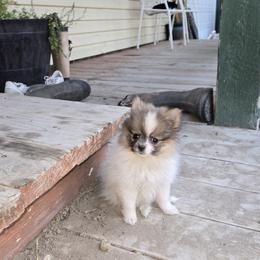 Pomeranian Puppies from Mary's Pomeranians