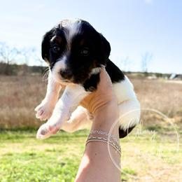 Teal - Tri-color female Bernedoodle puppy in Rockwall, Texas from Glory Doodles