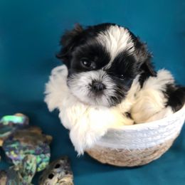 Girl 1 - Black and white female Shih Tzu puppy in Bishop, California from Shih Tzu G-ma