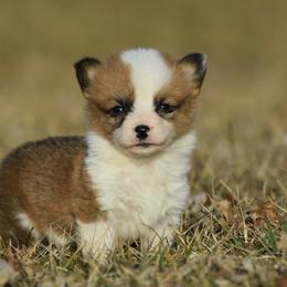 Red Male 1 - Red male Pembroke Welsh Corgi puppy in Kansas City, Missouri from Willow Creek Corgis