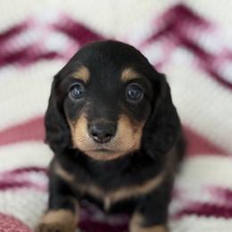 Dachshund Puppies from S&H Teenie Weenie Dachshunds