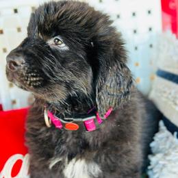 Girl 2 - Princess - Newfoundland puppy from Majestic Gentle Giants