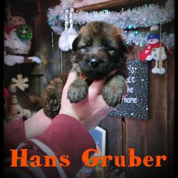 Hans Gruber - Sable male German Shepherd puppy in Fort Jennings, Ohio from Von Holtzapple German shepherds