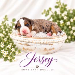 Jersey - Blue merle female Bernedoodle puppy in Henry, Illinois from Rowe Farms Doodles