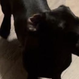 Dachshunds from Monicas Mini Dachshunds