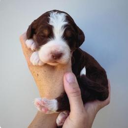 Ruth - Red tri-color female Aussiedoodle puppy in Orland, California from Shockley’s Elite Doodles