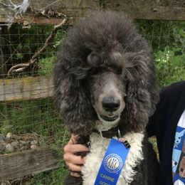 Poodles from Saneval