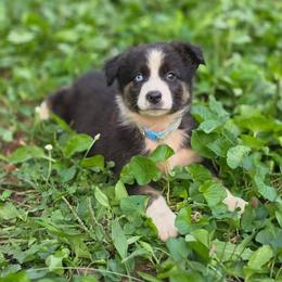 Mecate - Black tri-color male Australian Shepherd puppy in Keyser, West Virginia from Heartfelt Hollow Farm