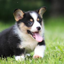 Theo - Black and tan male Pembroke Welsh Corgi puppy in Fort Madison, Iowa from Bellwether Acres