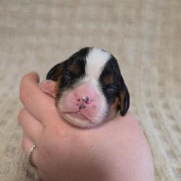 AKC Merry - Tri-color female Cavalier King Charles Spaniel puppy in Bonney Lake, Washington from House of Happy Cavaliers