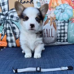 Trooper - Black and tan male Pembroke Welsh Corgi puppy in Battle Ground, Washington from Westbrooke Kennels