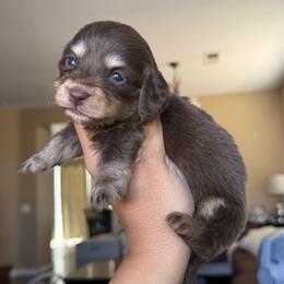 Fudge - Chocolate and cream male Dachshund puppy in Menifee, California from TeenieWeenieDoxies