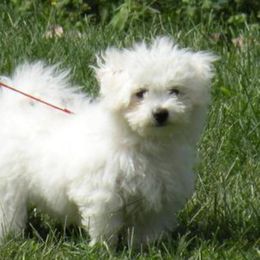Bichon Frises and Shichons from Rose Cottage Bichons