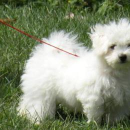 Bichon Frises and Shichons from Rose Cottage Bichons